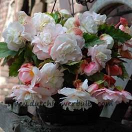 Fragrant Begonia Angelique - dutchflowerbulbs.com