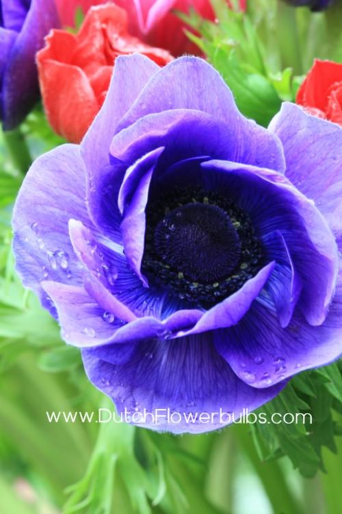 Anemone Mr. Fokker