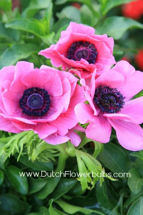 Anemone Sylphide