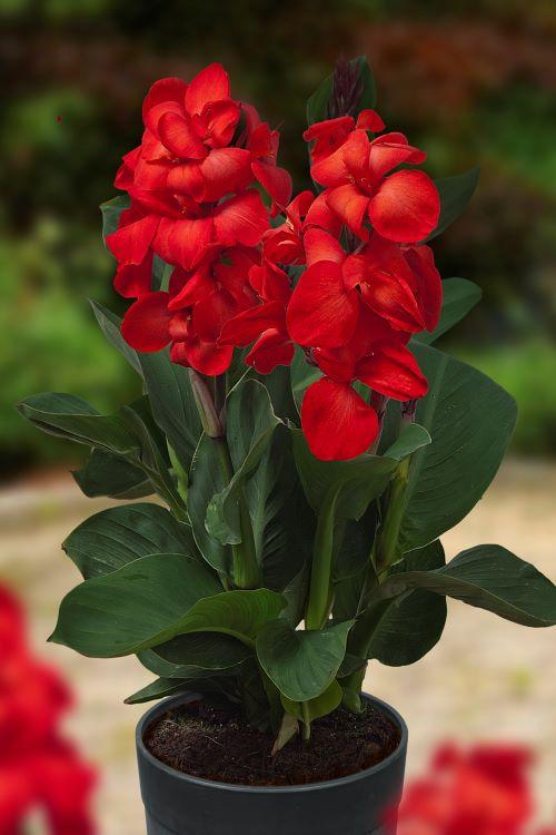 Canna Dwarf Happy Carmen (Prepacked)