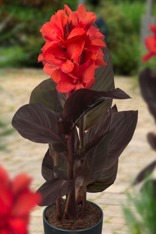 Canna Dwarf Happy Julia (Prepacked)
