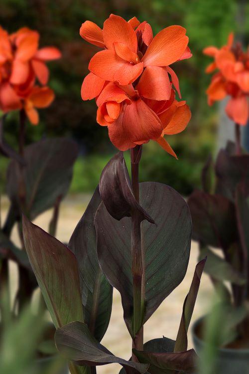 Canna Dwarf Happy Wilma (Prepacked)