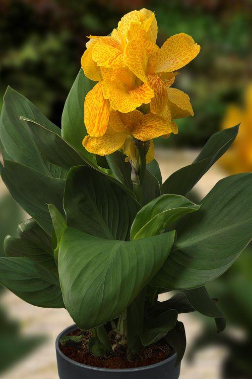 Canna Dwarf Happy Emily (Prepacked)