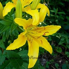 Lily County Yellow