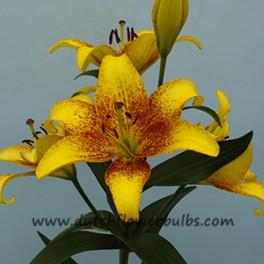 Lily Golden Stone (Asiatic)