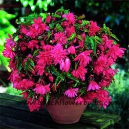 Pendula Begonia Pink - dutchflowerbulbs.com