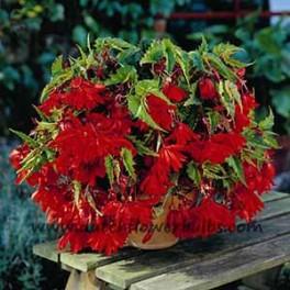 Pendula Begonia Red - dutchflowerbulbs.com