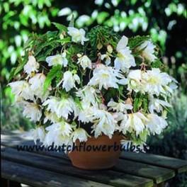 Pendula Begonia White - dutchflowerbulbs.com
