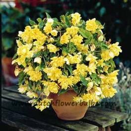 Pendula Begonia Yellow - dutchflowerbulbs.com