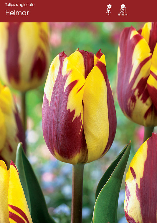 Tulip Helmar