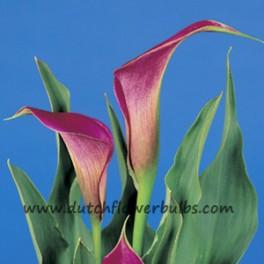 Calla Lavender Gem