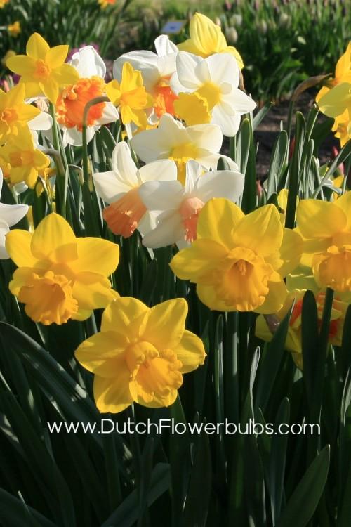 Narcissus Mixed Large Cup