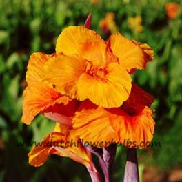 Canna Orange Beauty (Prepacked)