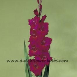 Gladiolus Plumtart