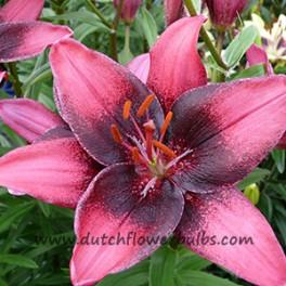 Lily Purple Dream