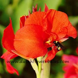Canna Red Dazzler (Prepacked)