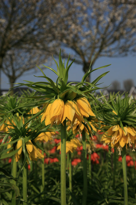 Lutea