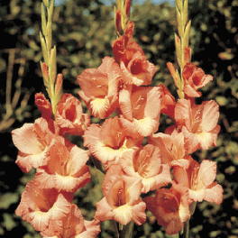 Gladiolus Spic & Span