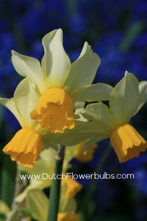 Spring Sunshine