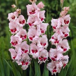 Gladiolus Wine and Roses
