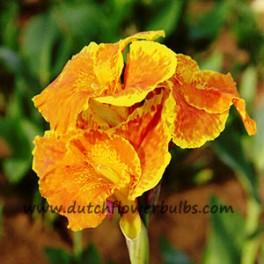 Canna Yellow King Humbert (Prepacked)