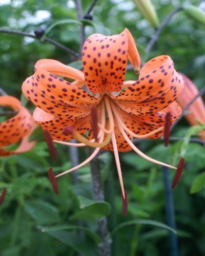 Lancifolium Splendens